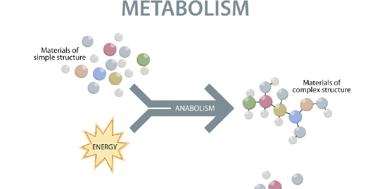 Stages of metabolism during a water fast